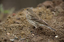 BUITEN BEELD Foto: 268866