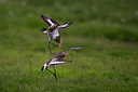 BUITEN BEELD Foto: 268911
