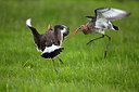 BUITEN BEELD Foto: 268913