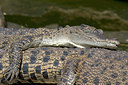 BUITEN BEELD Foto: 26099