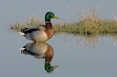 BUITEN BEELD Foto: 26133