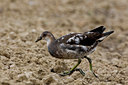 BUITEN BEELD Foto: 26166