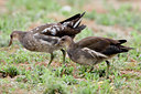 BUITEN BEELD Foto: 26168