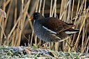 BUITEN BEELD Foto: 26172