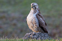 BUITEN BEELD Foto: 26260