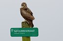 BUITEN BEELD Foto: 26271