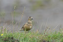 BUITEN BEELD Foto: 26333