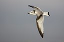 BUITEN BEELD Foto: 26374