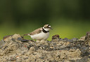 BUITEN BEELD Foto: 26378