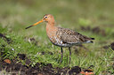 BUITEN BEELD Foto: 26407