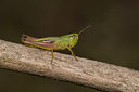 BUITEN BEELD Foto: 26455