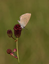 BUITEN BEELD Foto: 26456