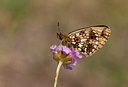 BUITEN BEELD Foto: 26458