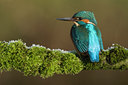 BUITEN BEELD Foto: 26534