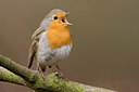 BUITEN BEELD Foto: 26551