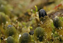 BUITEN BEELD Foto: 26701