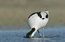 BUITEN BEELD Foto: 26729