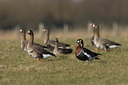 BUITEN BEELD Foto: 26754
