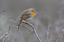 BUITEN BEELD Foto: 26950