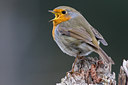BUITEN BEELD Foto: 26954