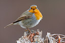 BUITEN BEELD Foto: 26956