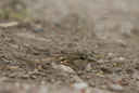 BUITEN BEELD Foto: 26980