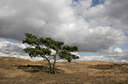 BUITEN BEELD Foto: 26999