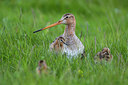 BUITEN BEELD Foto: 269098
