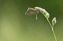 BUITEN BEELD Foto: 269169