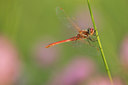 BUITEN BEELD Foto: 269188