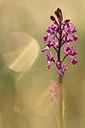 BUITEN BEELD Foto: 269202