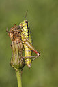 BUITEN BEELD Foto: 269227