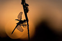 BUITEN BEELD Foto: 269233