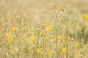 BUITEN BEELD Foto: 269249