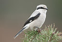 BUITEN BEELD Foto: 269277