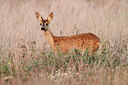 BUITEN BEELD Foto: 269278