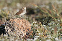 BUITEN BEELD Foto: 269285