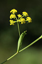BUITEN BEELD Foto: 269336