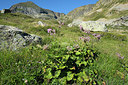 BUITEN BEELD Foto: 269342