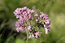 BUITEN BEELD Foto: 269344