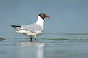 BUITEN BEELD Foto: 269362