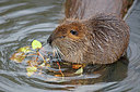 BUITEN BEELD Foto: 269489