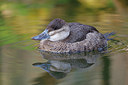 BUITEN BEELD Foto: 269521