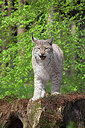 BUITEN BEELD Foto: 269532