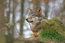 BUITEN BEELD Foto: 269539
