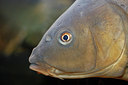 BUITEN BEELD Foto: 269550