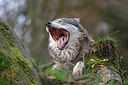 BUITEN BEELD Foto: 269564