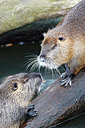 BUITEN BEELD Foto: 269599