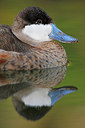 BUITEN BEELD Foto: 269627