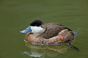 BUITEN BEELD Foto: 269647